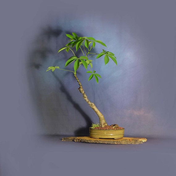 Silk Floss Kapok Bonsai Tree Stay At Home Etsy Silk Floss Kapok Bonsai Tree Stay At Home Etsy