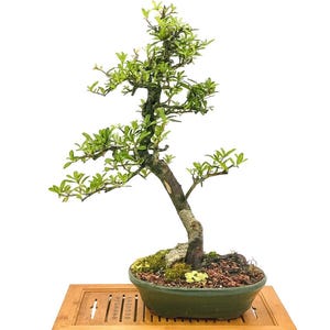 Pyracantha Firethorn Bonsai Tree  Mature Specimen in Glazed Container -  Etsy