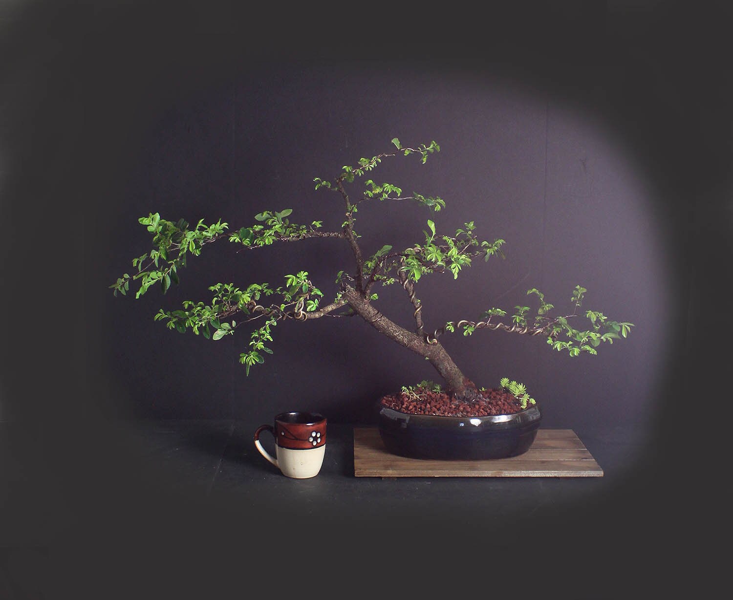 Cedar elm bonsai tree, Elm bonsai series from LiveBonsaiTree
