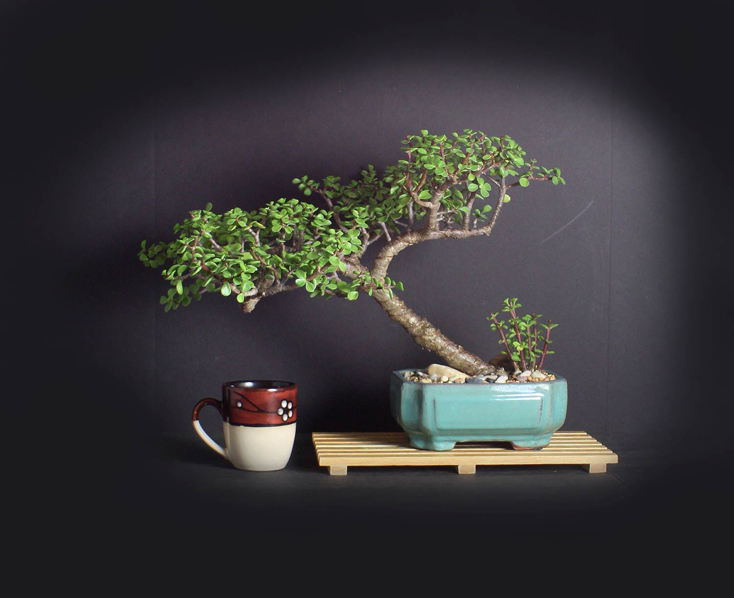 Portulacaria afra bonsai tree, succulent bonsai collection from