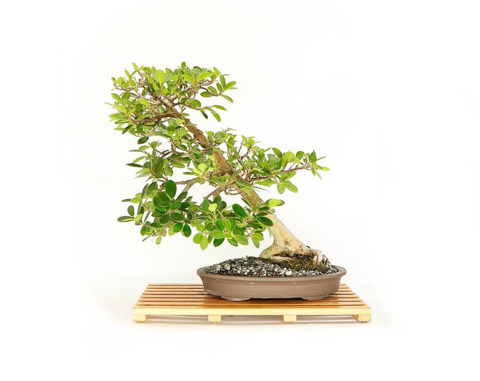 Mature Green Mound Fig bonsai tree, "Freedom" collection from Live Bonsai Tree