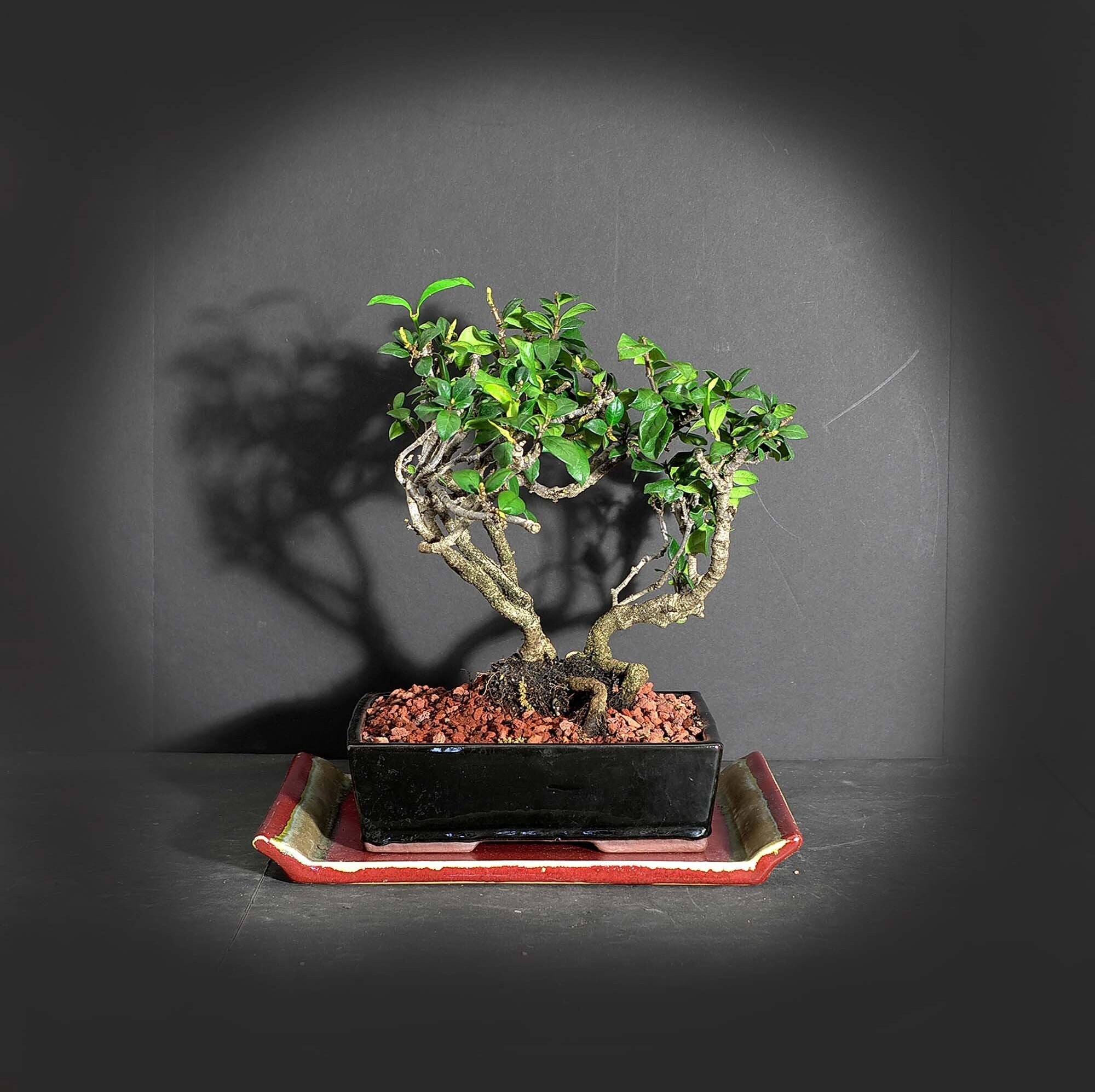 Confederate jasmine bonsai tree, Stress reduction collection from