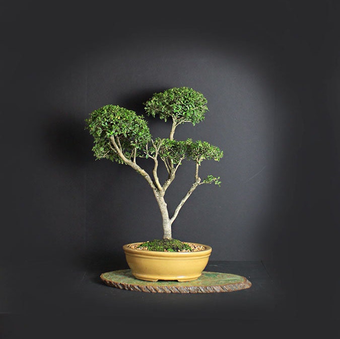 Neea Buxifolia Bonsai Tree Puerto Rico Native Collection From Livebonsaitree