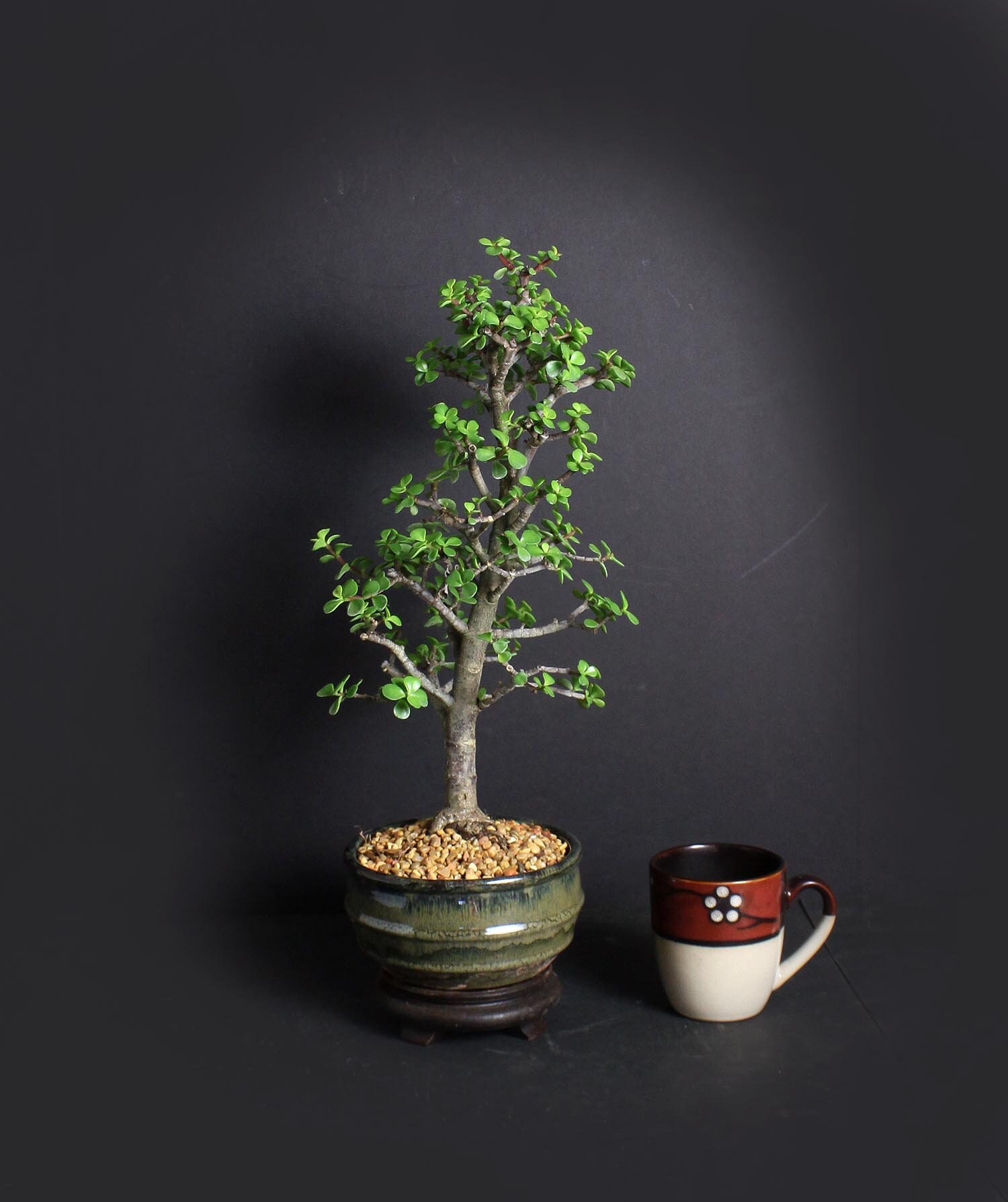 Dwarf jade bonsai tree, African Safari bonsai collection from