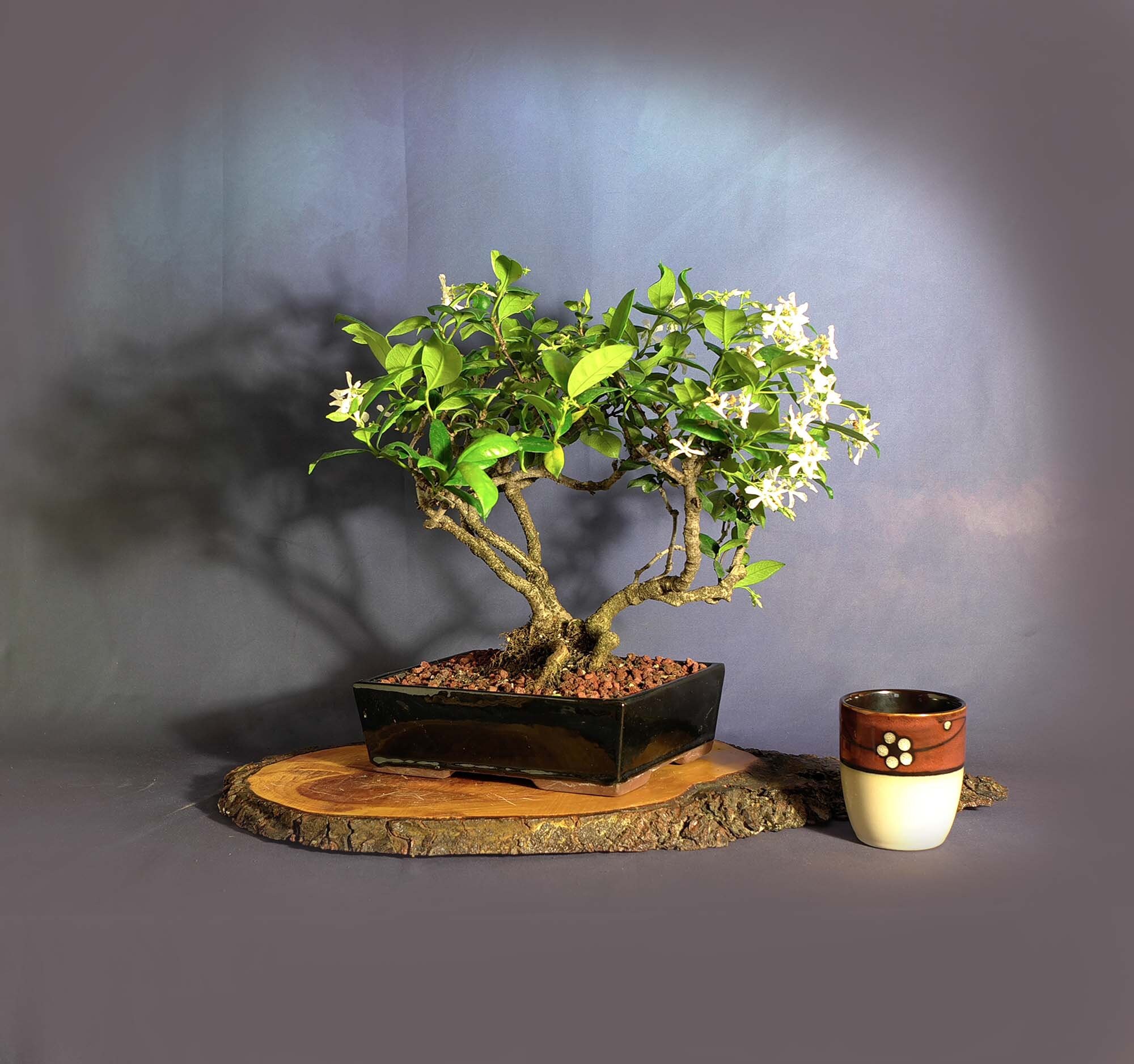 Confederate jasmine bonsai tree, Stress reduction collection from LiveBonsaiTree