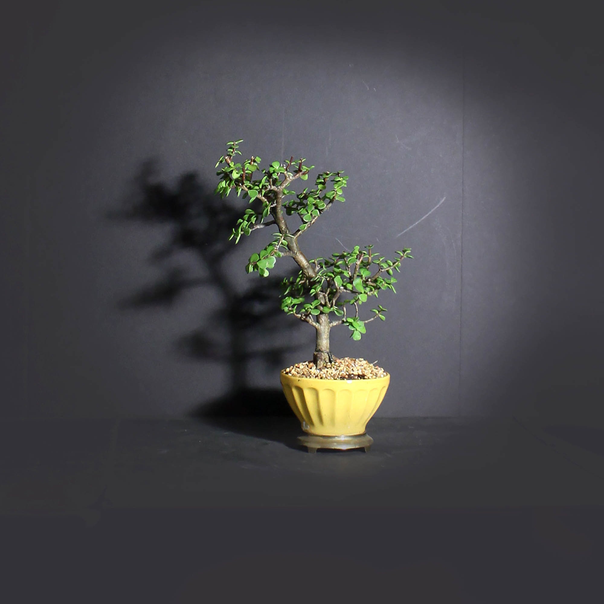 Dwarf jade bonsai tree, African Safari bonsai collection from