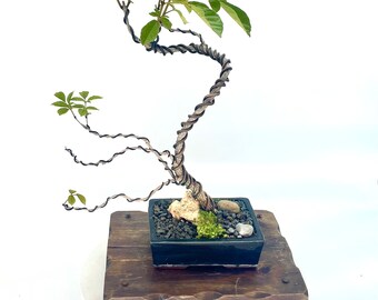 Yellow Tabebuia Bonsai Tree, "Strategic Pleasure" collection from Live Bonsai Tree