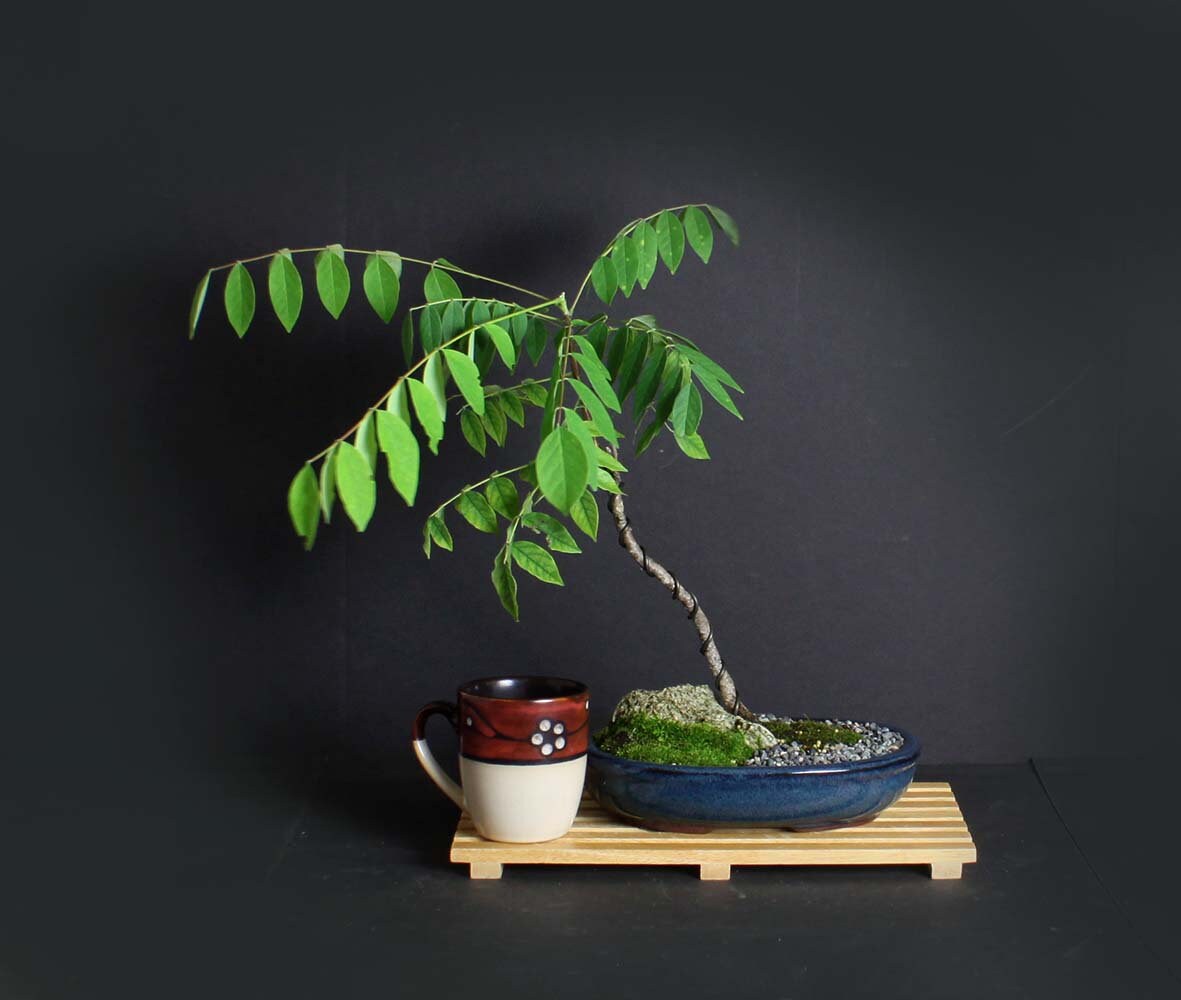 Japanese Wisteria Bonsai Tree, Hanging Bloom Collection from LiveBonsaiTree