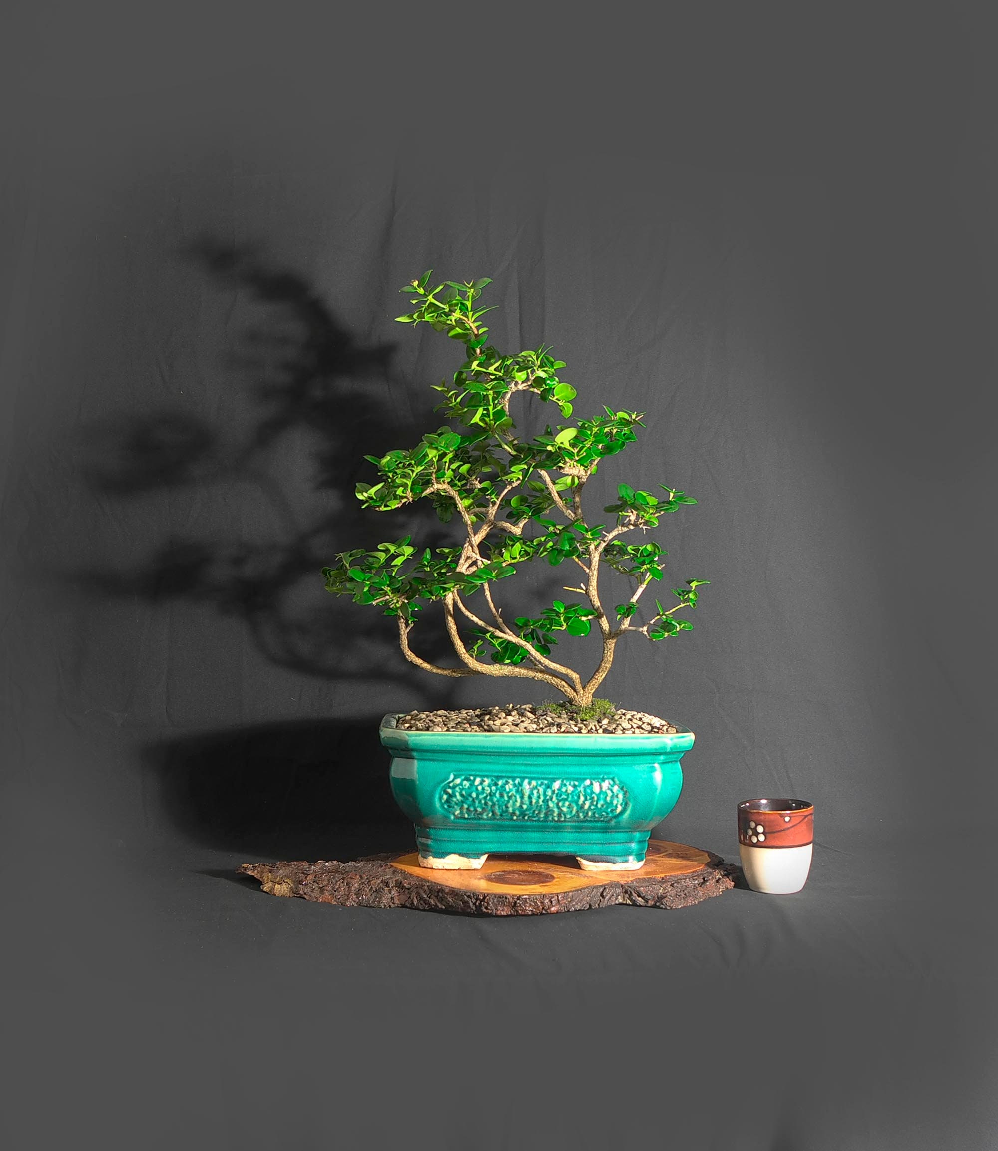 Natal Plum bonsai, Gift a Bonsai! Collection from ...