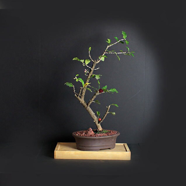 Barbados cherry bonsai tree, Fruits of the tropics collection from