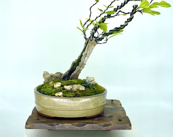 Japanese Magnolia bonsai tree, "Reward Yourself" collection from Live Bonsai Tree
