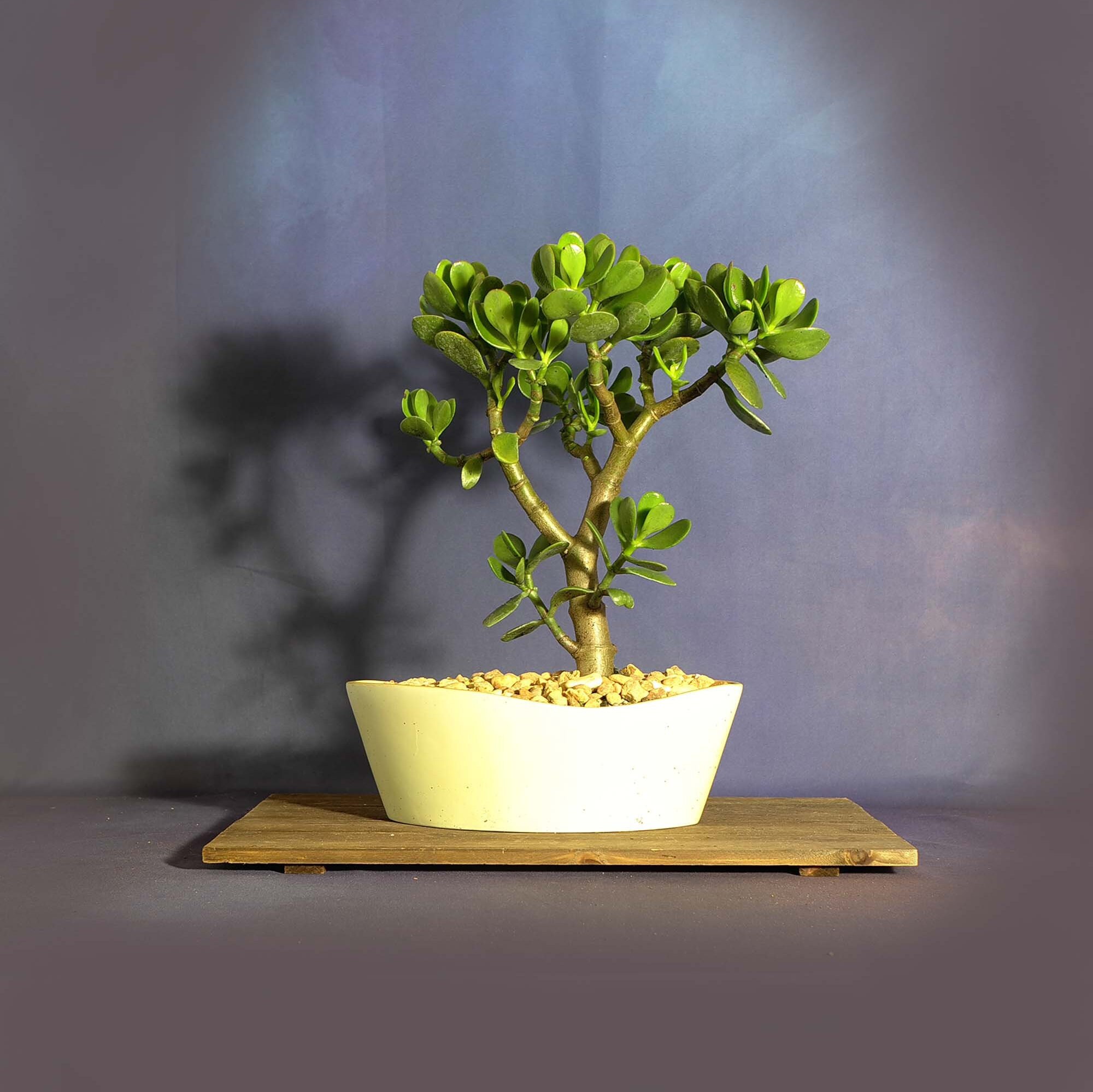 Crassula ovata bonsai tree, succulent bonsai collection from LiveBonsaiTree