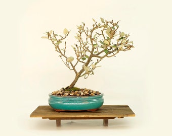 Japanese Elaeagnus bonsai tree, "Will do you good" collection from Live Bonsai Tree