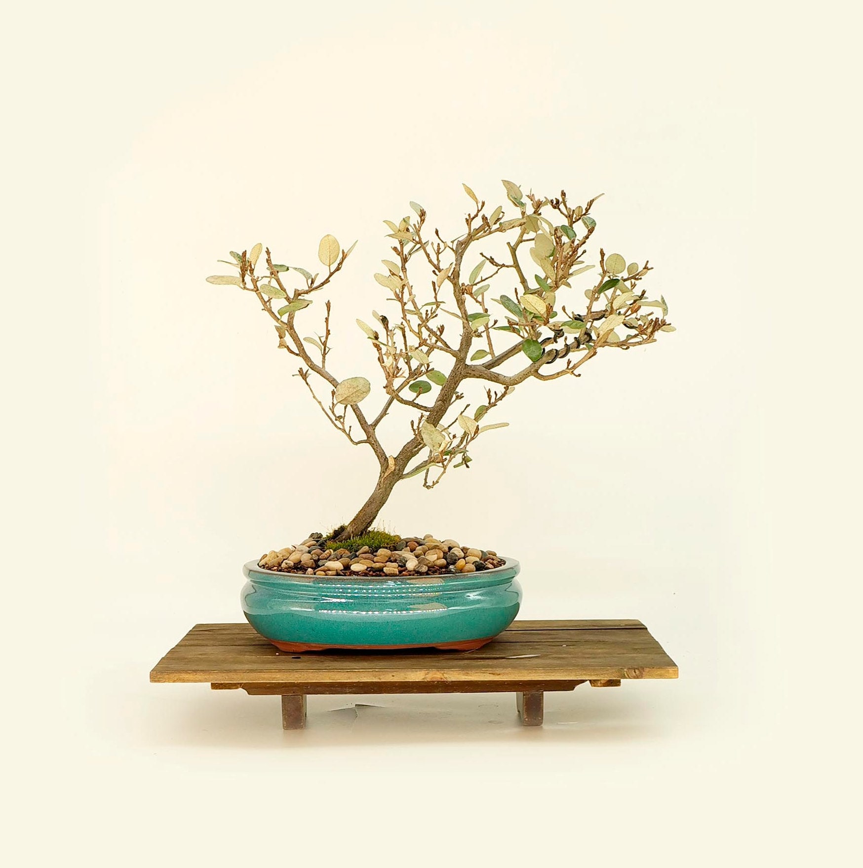 Japanese Elaeagnus bonsai tree, Will do you good collection from Live