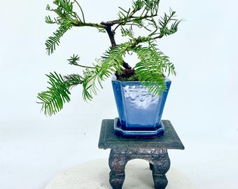 Florida Yew Bonsai Tree: Rare Tropical Conifer in Glazed Pot - Etsy