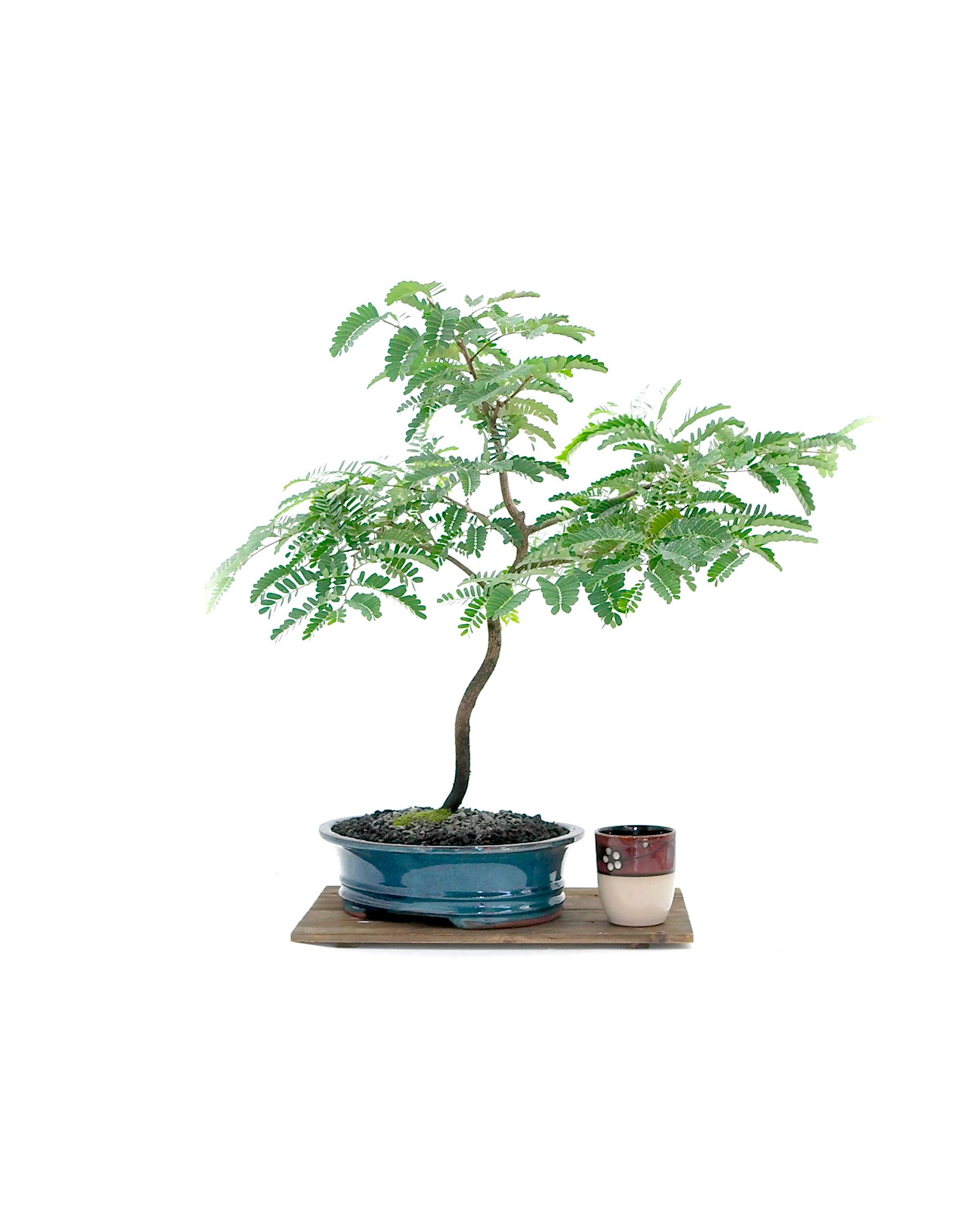 Tamarind Bonsai Tree, Refresh and Rejuvenate collection from LiveBonsaiTree