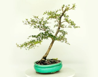 Black Olive Bonsai tree, "Green status" collection by Live Bonsai Tree