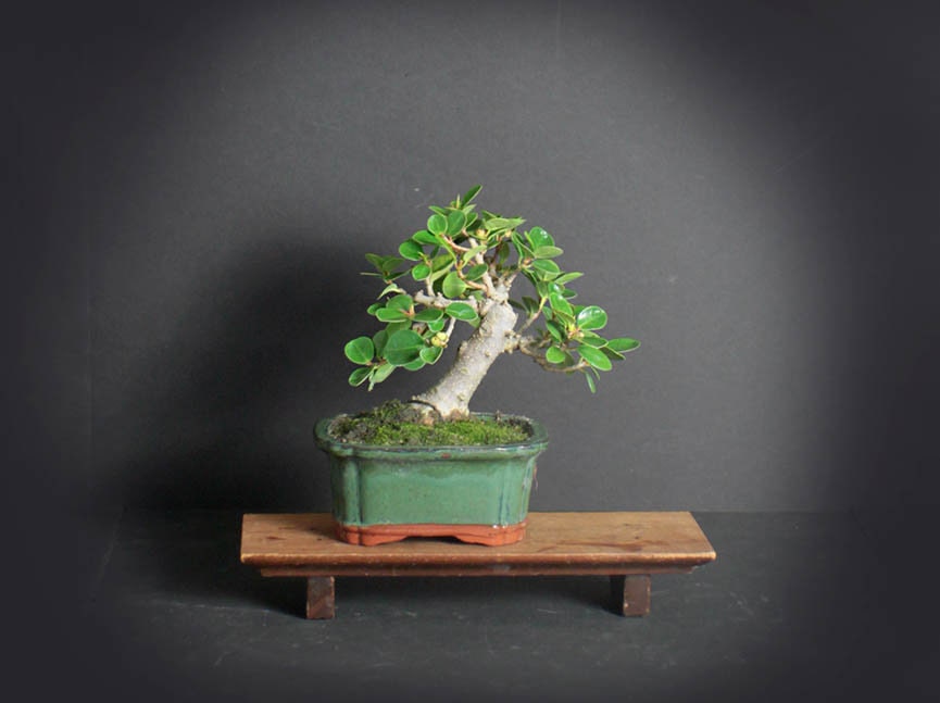 Green Island fig bonsai tree, Figs of the world collection from