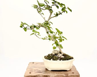 Sea Hibiscus Bonsai Tree: Showy Pink Bloom, Salt Tolerant