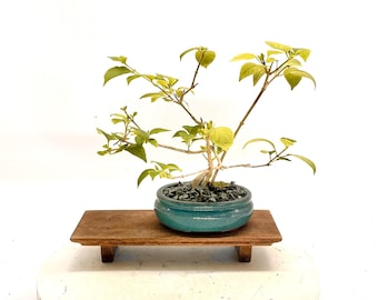 indoor agave plant Agave Pot, The Feathered Farmhouse  The Feathered Farmhouse