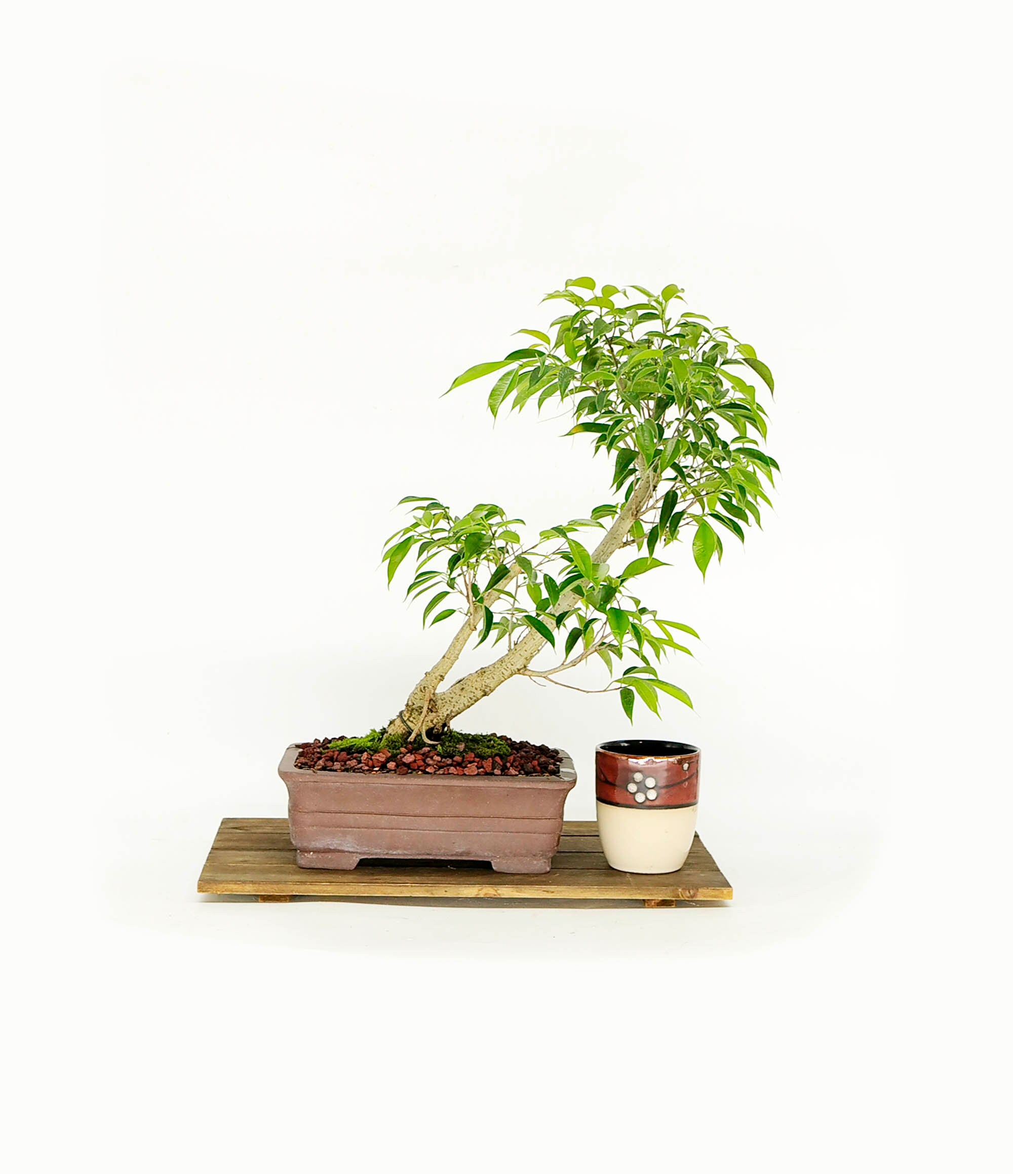 Ficus Philippinensis bonsai tree, Emerging Creation collection from
