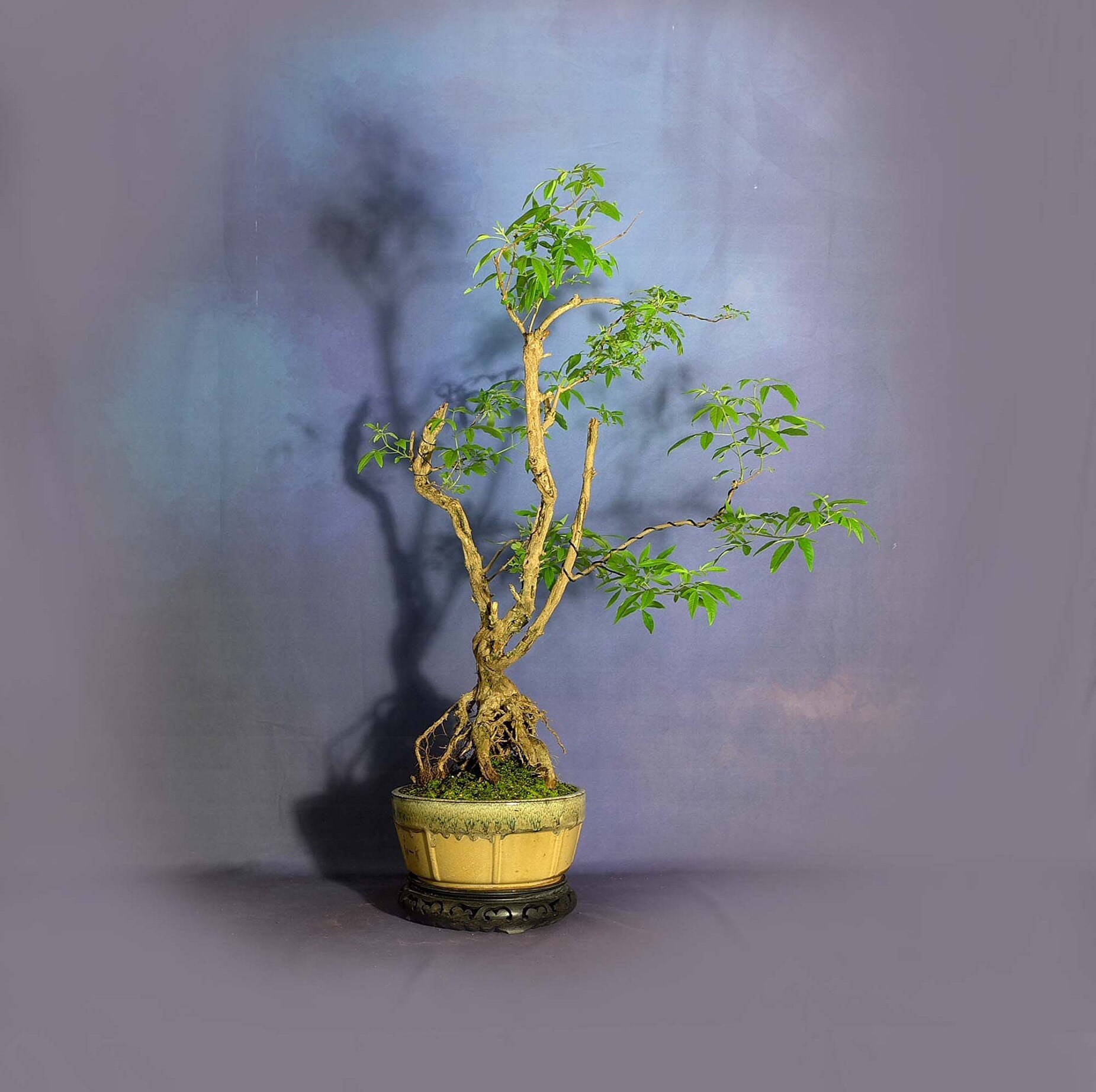 Texas Lilac bonsai tree, Survival bonsai collection from LiveBonsaiTree