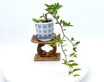 Dwarf Barbados cherry (rare) bonsai tree, "Warmly, Leo." collection from LiveBonsaiTree