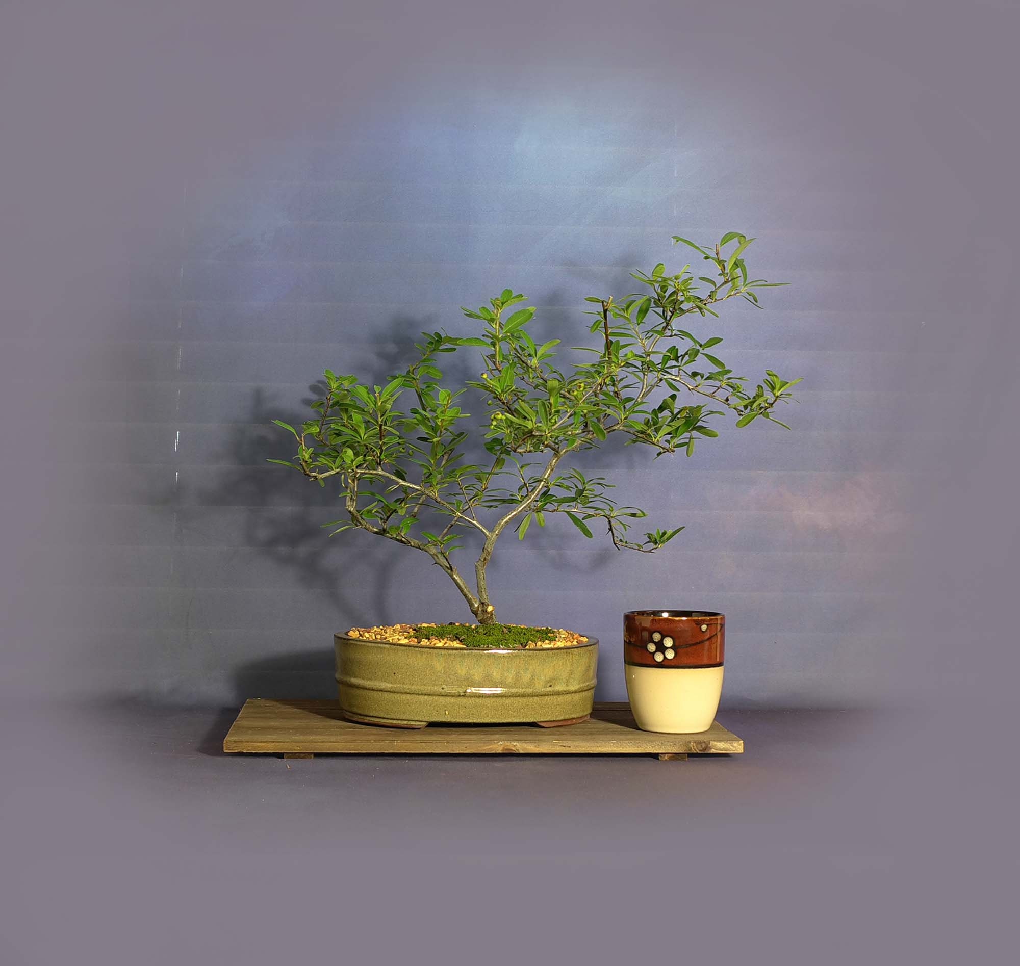 Firethorn bonsai tree, Essential pet collection from LiveBonsaiTree