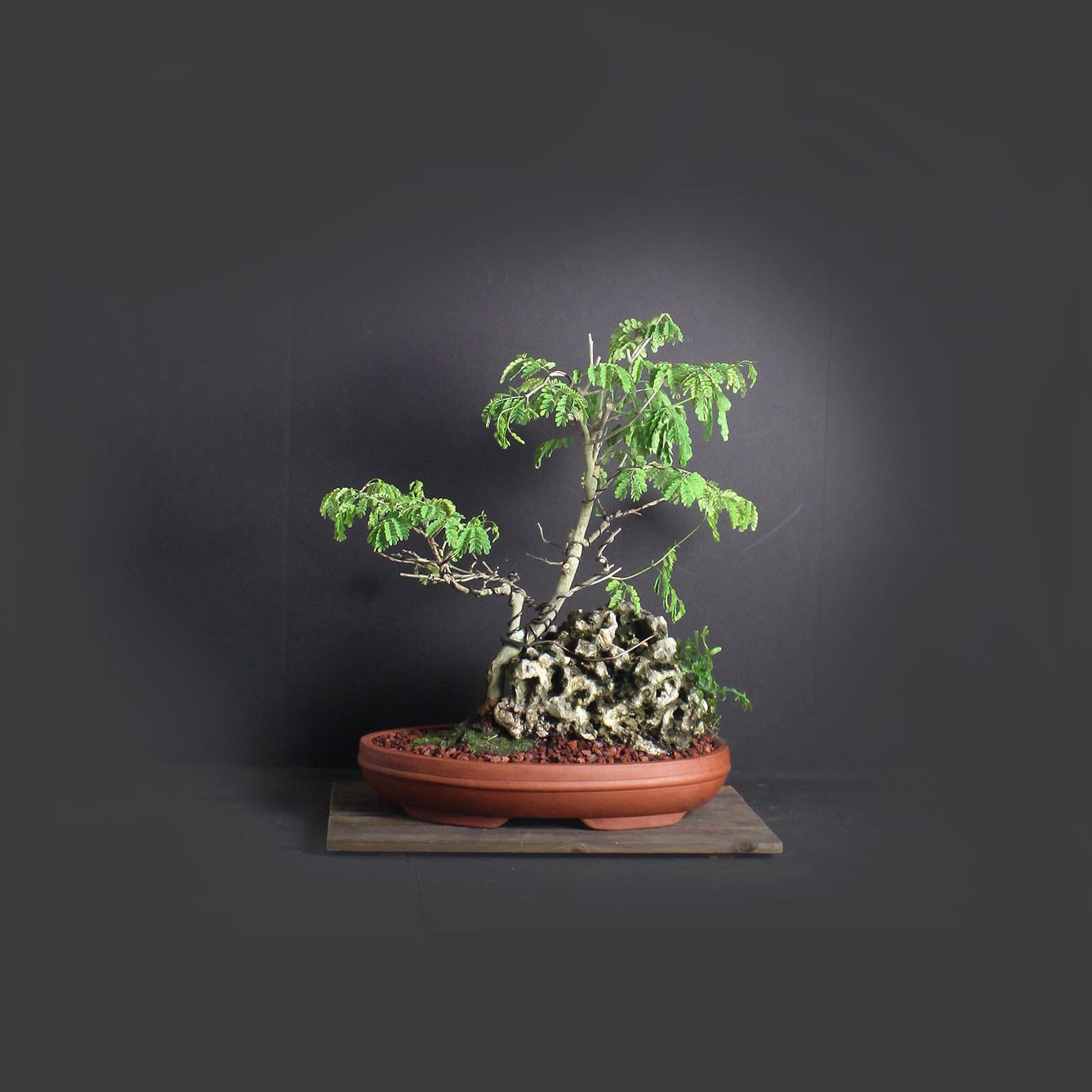 Rare thornless Brazilian raintree bonsai tree, Amazon exotics