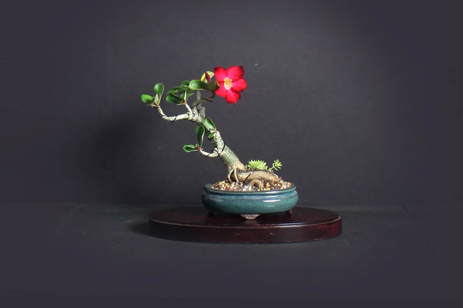 Desert Rose Bonsai Tree, Blooming collection from LiveBonsaiTree