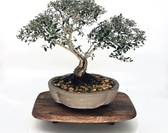 Dwarf Schilling Holly, "Winter showcase" collection from Live Bonsai Tree