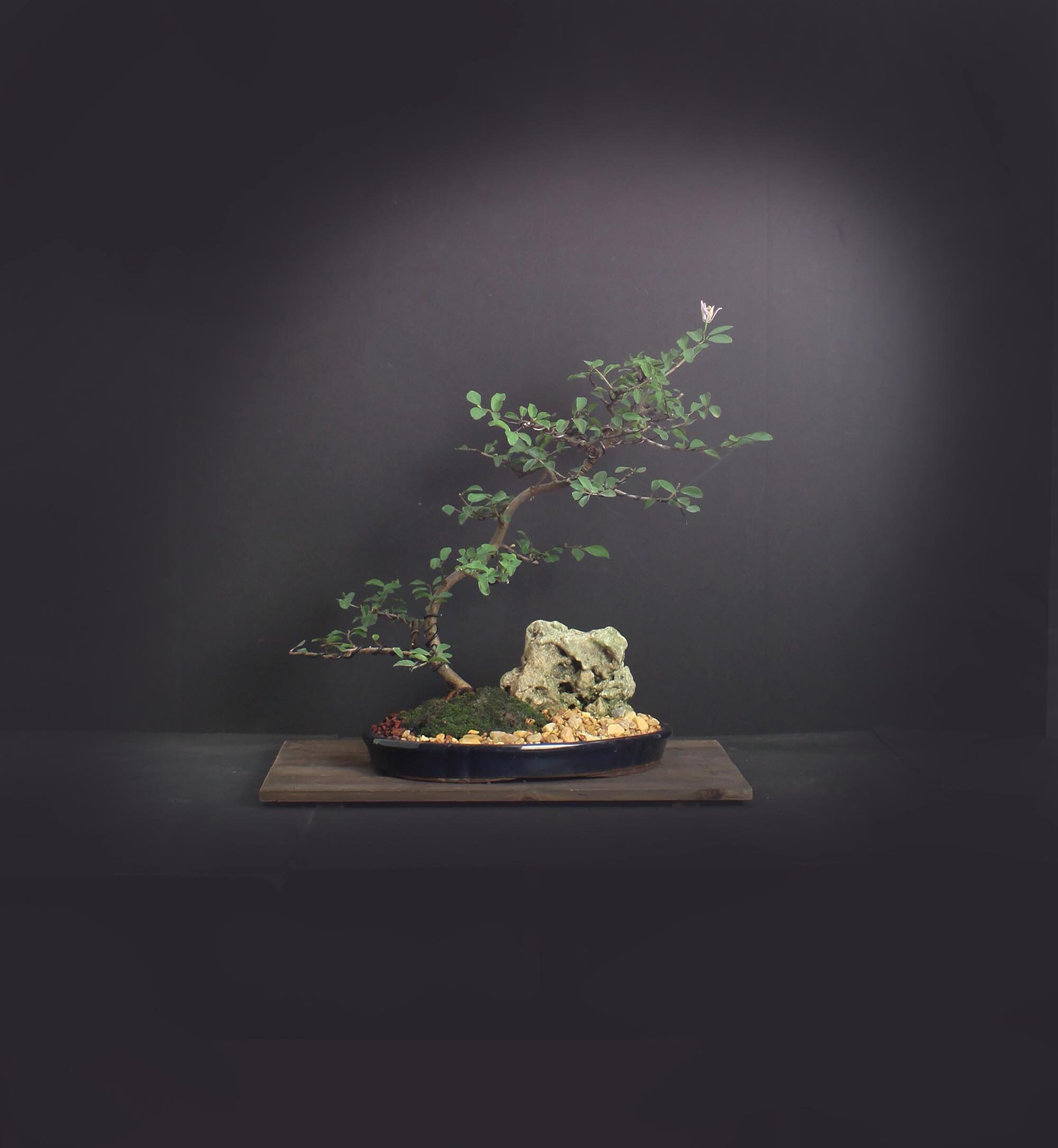 Lavender star flower bonsai tree, Heavenly Bloom collection from