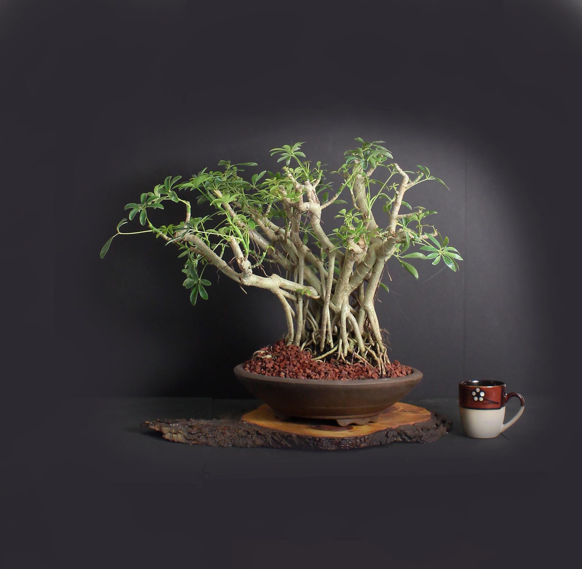 Mature Bonsai Tree Canada at Gloria Elizondo blog