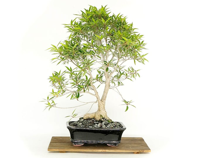 Cut leaf fig bonsai tree, "Freedom" collection from LiveBonsaiTree
