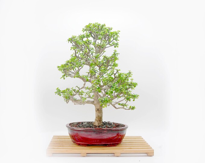 Mature dwarf jade bonsai tree, "Spiritual & Personal Growth" collection from LiveBonsaiTree