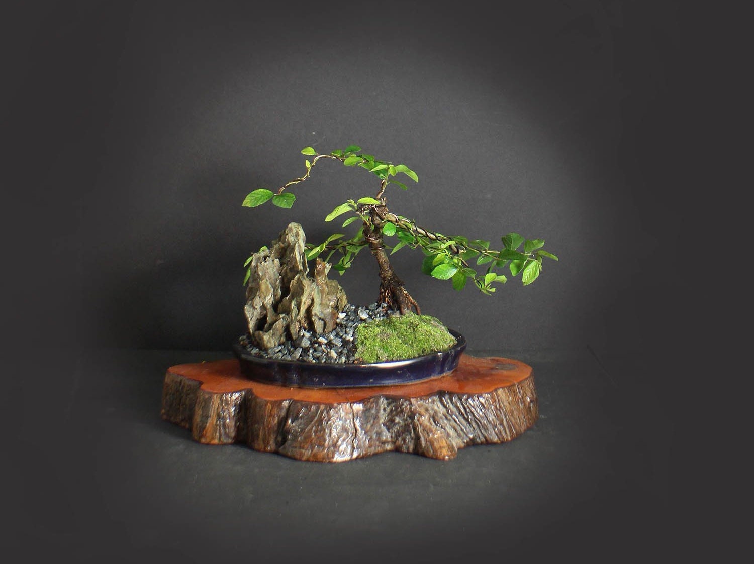 Lavender star flower bonsai tree, Heavenly Bloom collection from