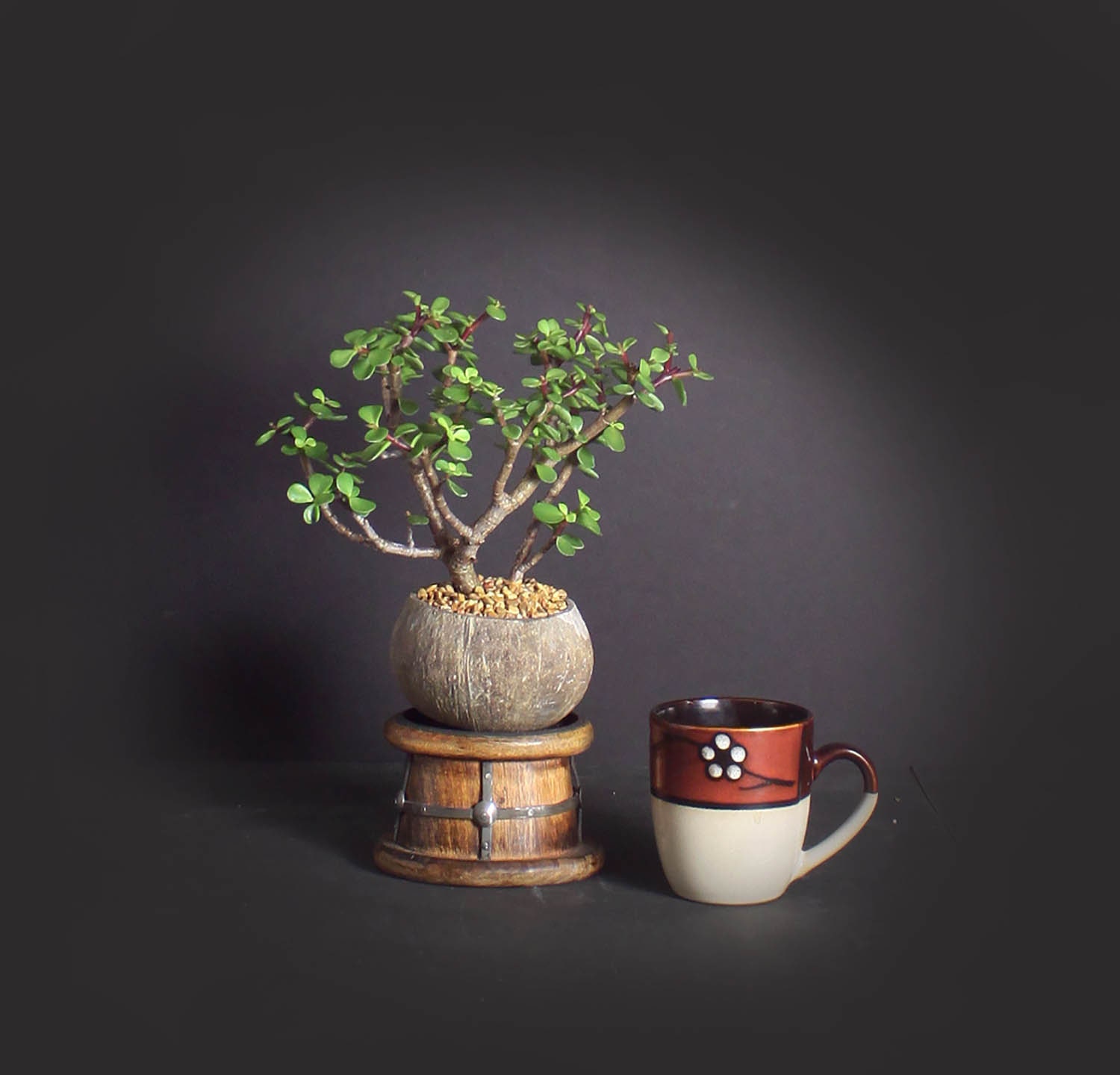 Dwarf jade bonsai tree, African Safari bonsai collection from