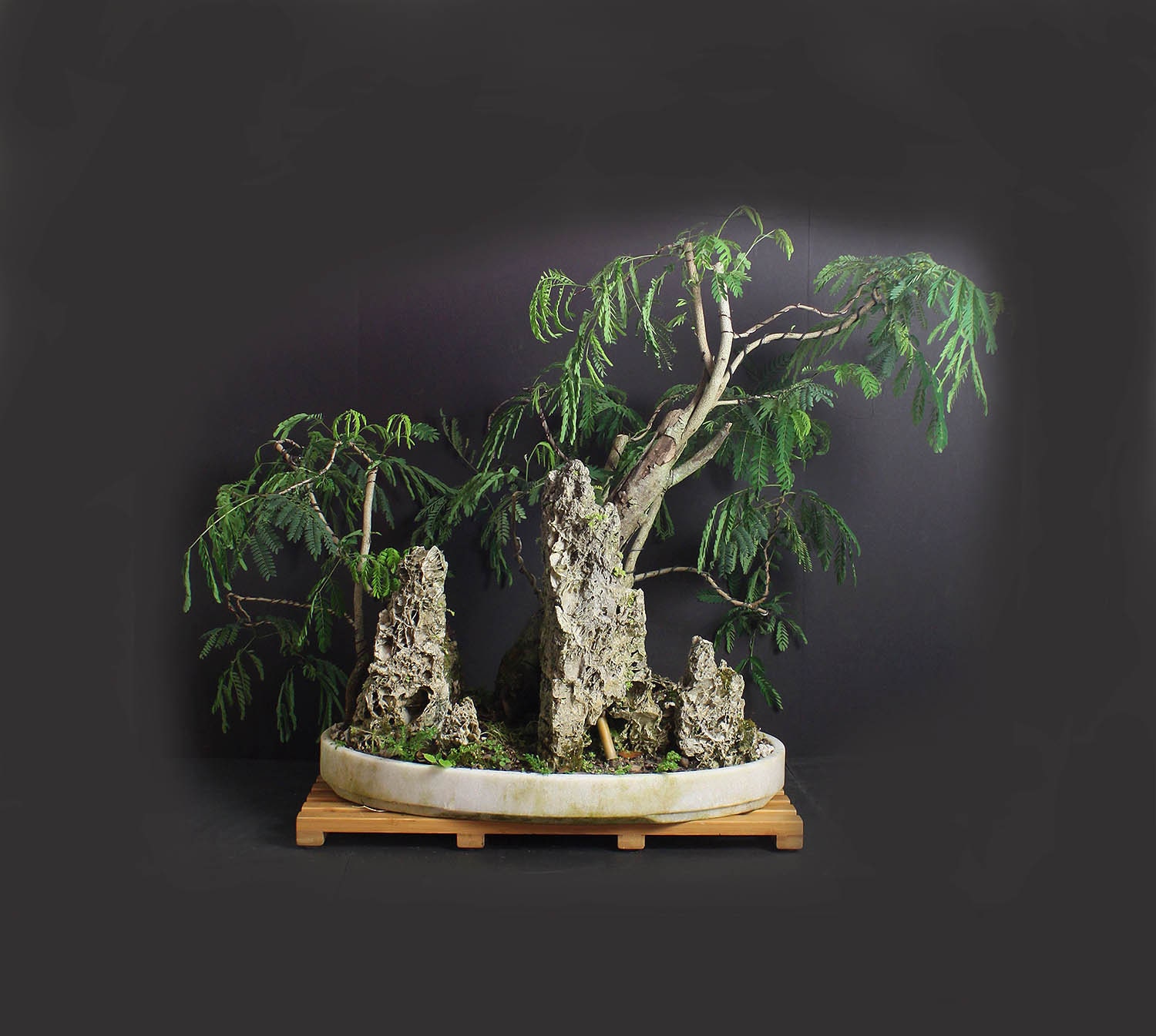 Acacia Bonsai landscape composition/ penang/ bonkey, cultivated and