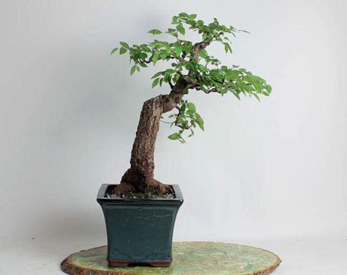 Hackberry Bonsai Tree theatrical Collection Spring Etsy