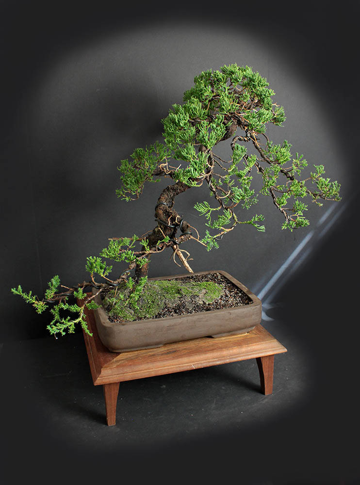 Juniper procumbens nana bonsai tree from the estate of Hirobumi Aso