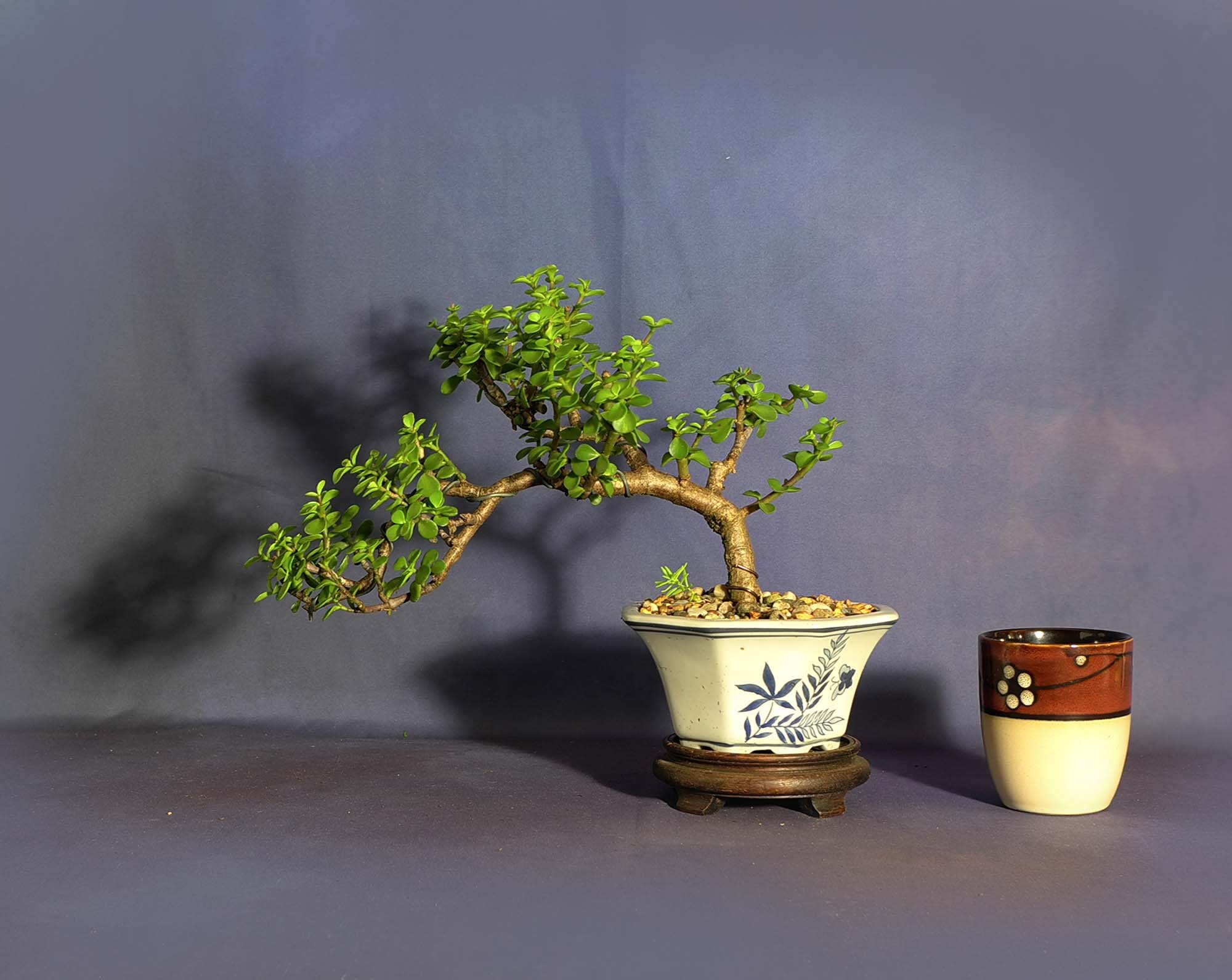 Dwarf jade bonsai tree, New normal collection from LiveBonsaiTree
