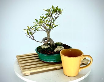 Willow leaf fig bonsai tree, "Come home" collection from Live Bonsai tree