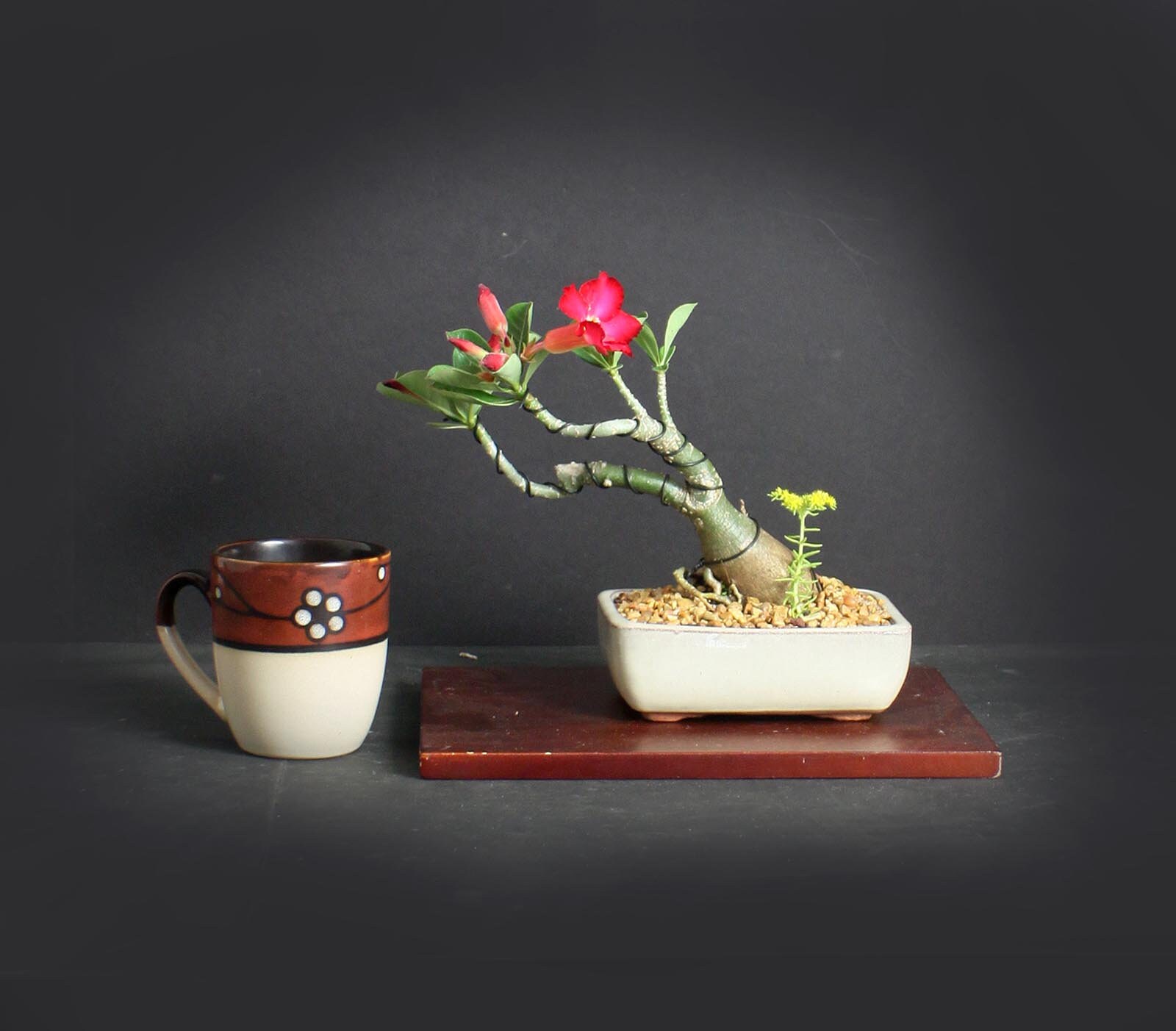 Desert Rose Bonsai Tree, Blooming collection from LiveBonsaiTree