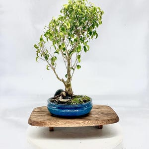 Rare Ficus TooLittle Bonsai Tree: Glazed Pot, Unique Character