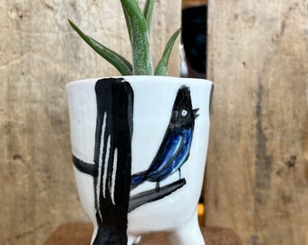 Blue bird, stellers jay, air plant holder