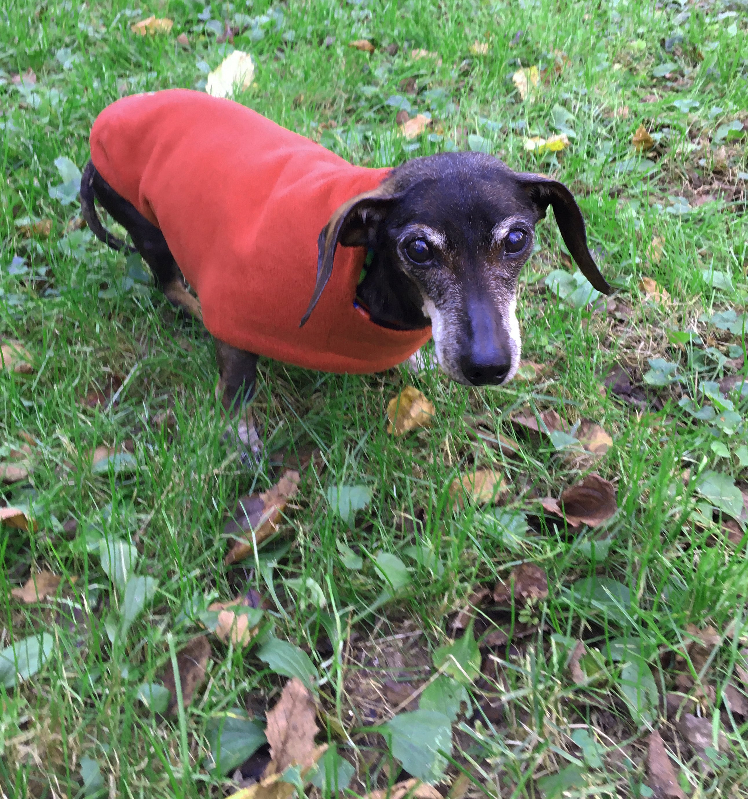 Dachshund JacketRust Color Fleece Dog JacketReversible Etsy