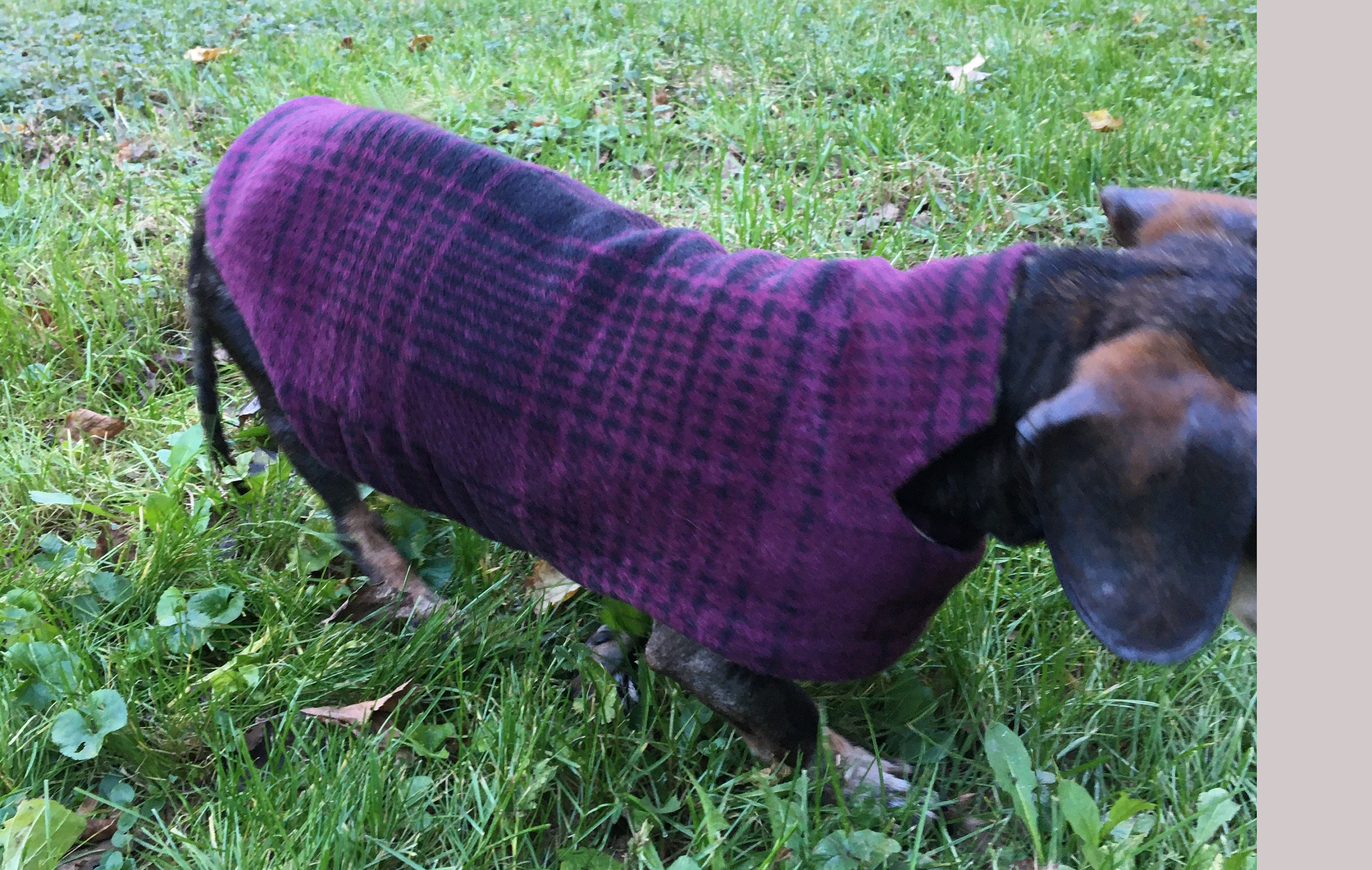 Dachshund Jacketreversible Fleece Dog Jacketplum Etsy