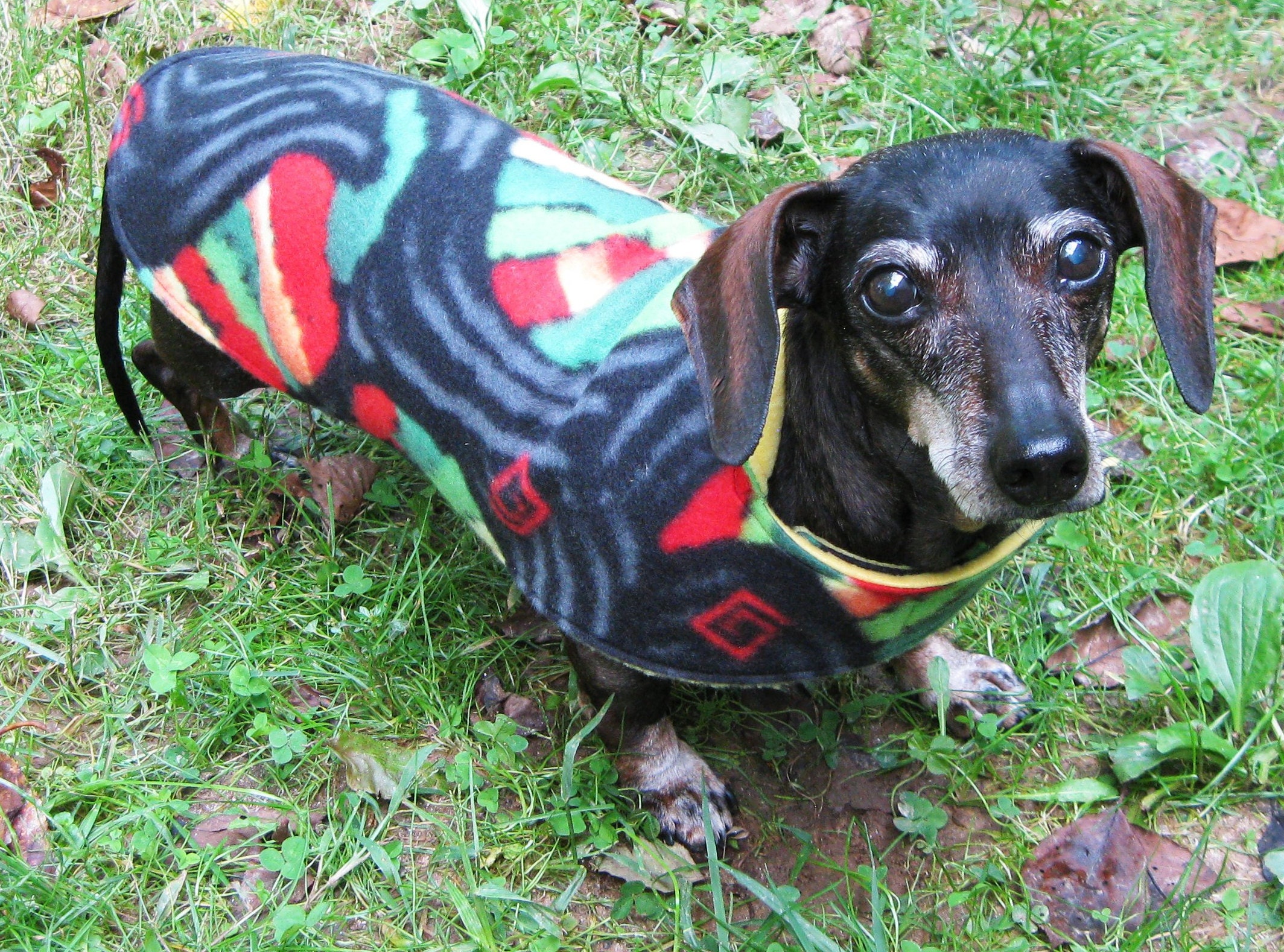 Coats For Dachshunds Nz