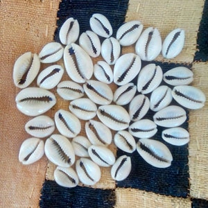 Cowrie Shells Backs off (25)
