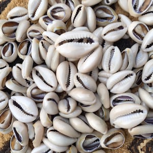 Cowrie Shells (50)